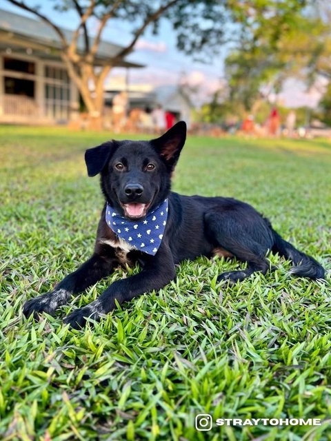 Shadow - Mixed Breed Dog