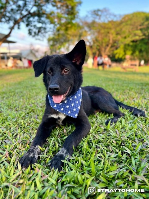 Shadow - Mixed Breed Dog