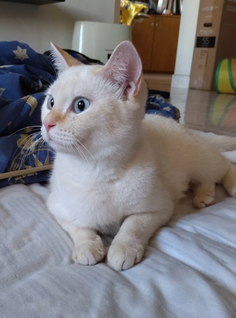 Snowy - Domestic Medium Hair Cat