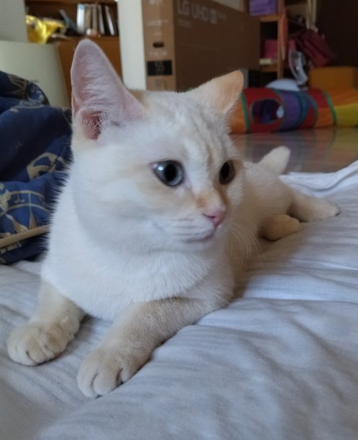 Snowy - Domestic Medium Hair Cat