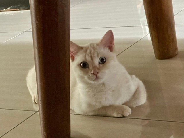 Snowy - Domestic Medium Hair Cat