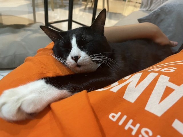 Oreo - Domestic Short Hair Cat