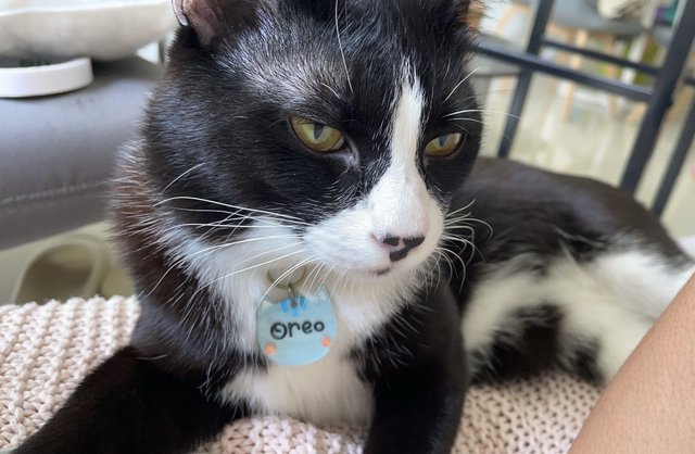 Oreo - Domestic Short Hair Cat