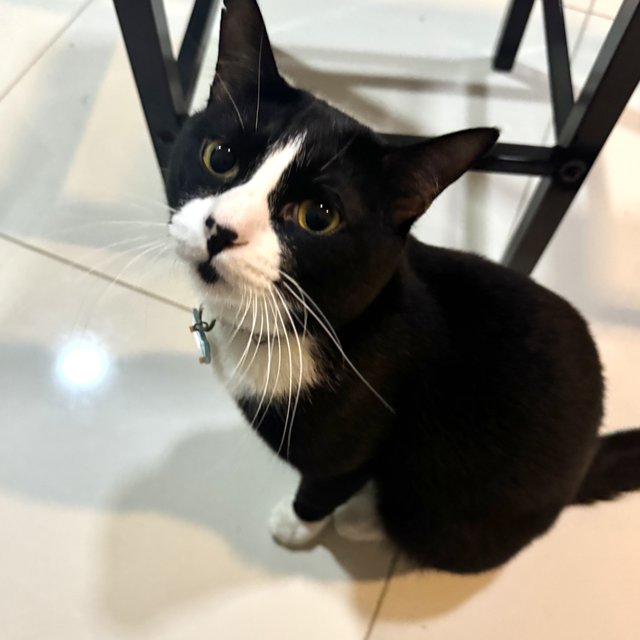 Oreo - Domestic Short Hair Cat