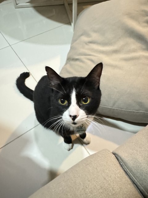 Oreo - Domestic Short Hair Cat