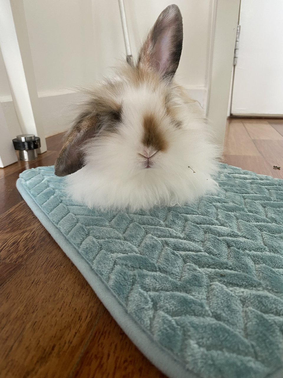 Tinker &amp; Bambi - Lop Eared + Lionhead Rabbit