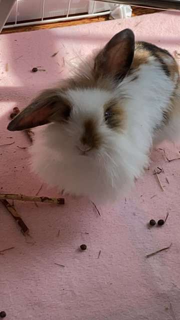 Tinker &amp; Bambi - Lop Eared + Lionhead Rabbit