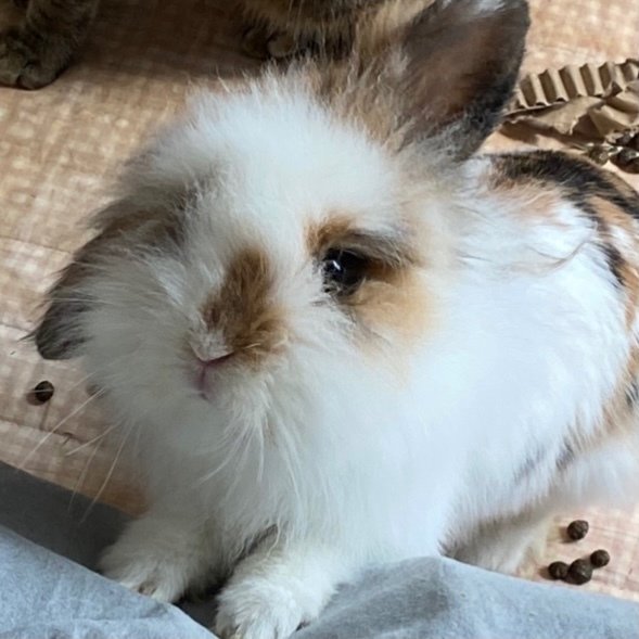 Tinker &amp; Bambi - Lop Eared + Lionhead Rabbit