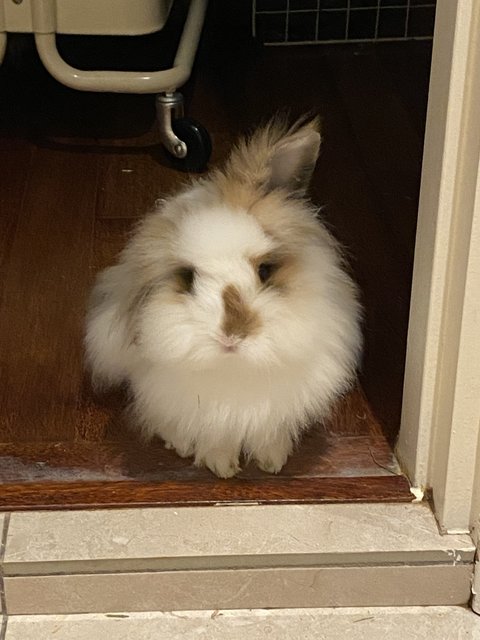 Tinker &amp; Bambi - Lop Eared + Lionhead Rabbit