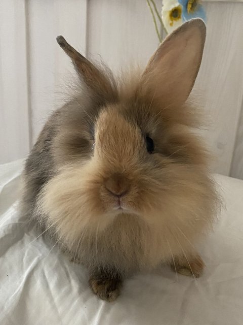 Tinker &amp; Bambi - Lop Eared + Lionhead Rabbit