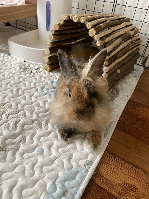 Tinker &amp; Bambi - Lop Eared + Lionhead Rabbit