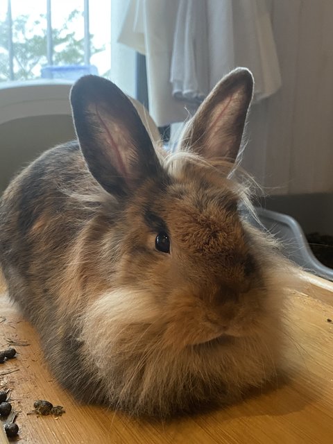 Tinker &amp; Bambi - Lop Eared + Lionhead Rabbit