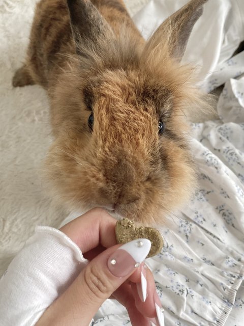 Tinker &amp; Bambi - Lop Eared + Lionhead Rabbit