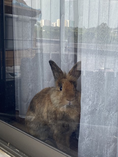 Tinker &amp; Bambi - Lop Eared + Lionhead Rabbit