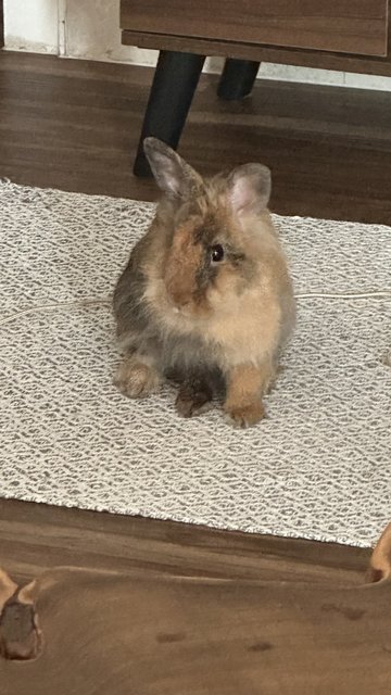 Tinker &amp; Bambi - Lop Eared + Lionhead Rabbit