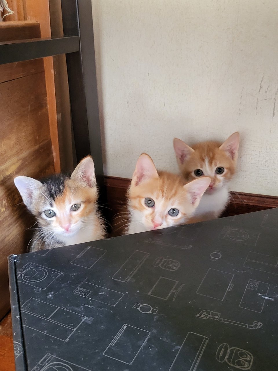 Choco (Mommy) And Her Kittens - Domestic Long Hair Cat