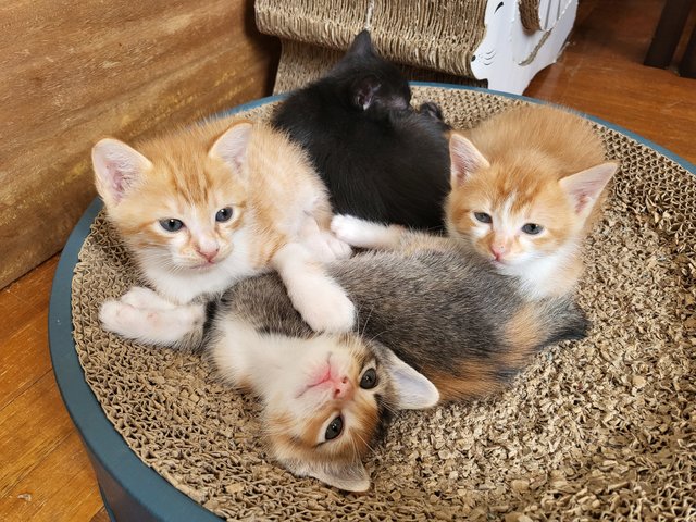 Choco (Mommy) And Her Kittens - Domestic Long Hair Cat