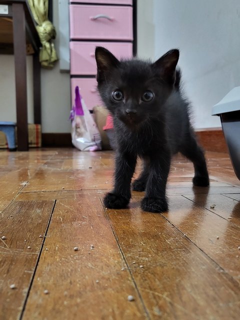 Choco (Mommy) And Her Kittens - Domestic Long Hair Cat