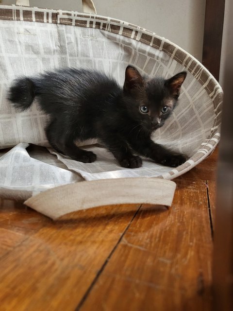 Choco (Mommy) And Her Kittens - Domestic Long Hair Cat