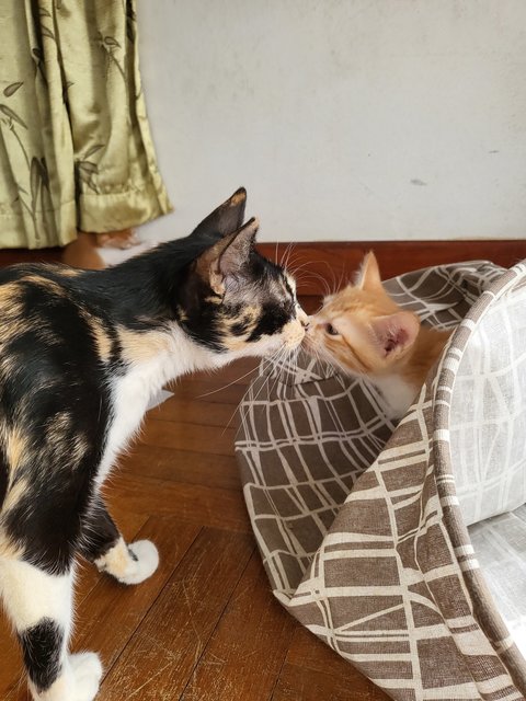 Choco (Mommy) And Her Kittens - Domestic Long Hair Cat