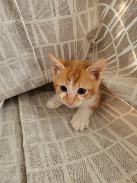 Lovely Kittens - Domestic Long Hair Cat