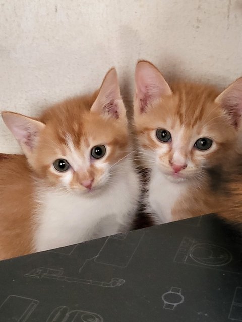 Choco (Mommy) And Her Kittens - Domestic Long Hair Cat