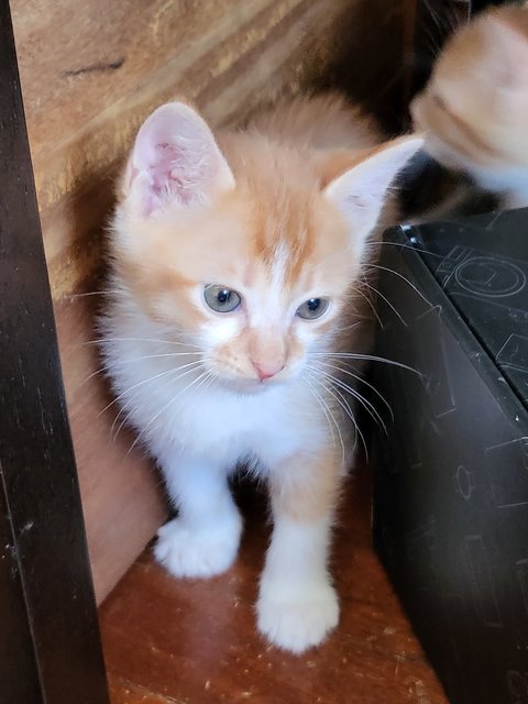 Lovely Kittens - Domestic Long Hair Cat