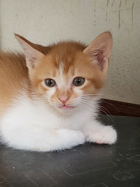 Lovely Kittens - Domestic Long Hair Cat