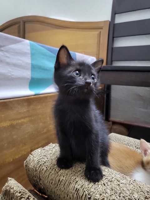 Lovely Kittens - Domestic Long Hair Cat