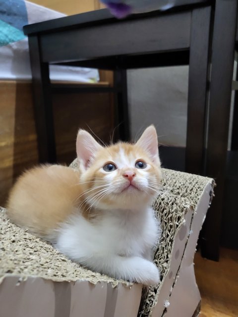 Lovely Kittens - Domestic Long Hair Cat