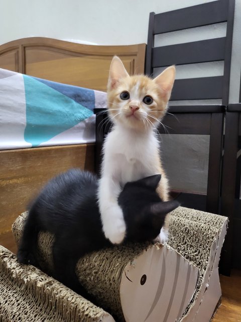 Lovely Kittens - Domestic Long Hair Cat