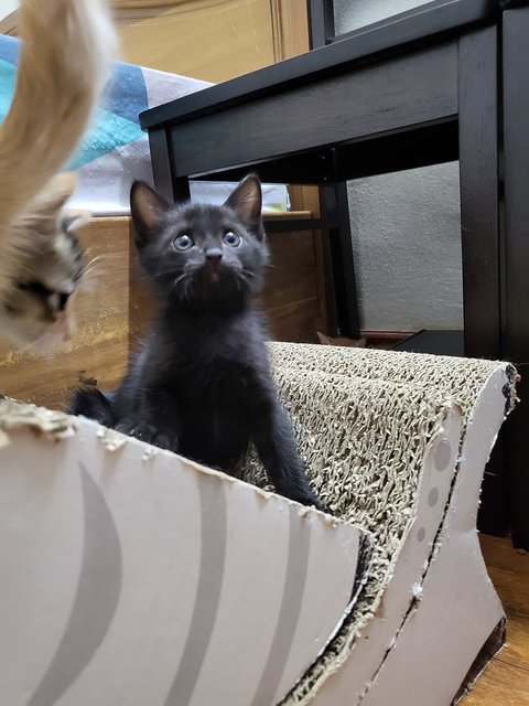 Choco (Mommy) And Her Kittens - Domestic Long Hair Cat