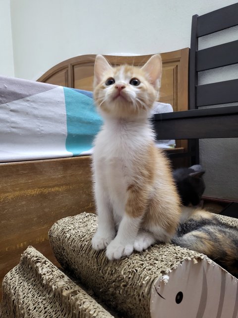 Lovely Kittens - Domestic Long Hair Cat