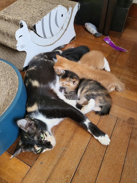 Choco (Mommy) And Her Kittens - Domestic Long Hair Cat