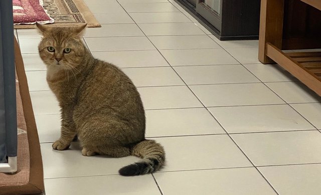 Peanut - British Shorthair Cat