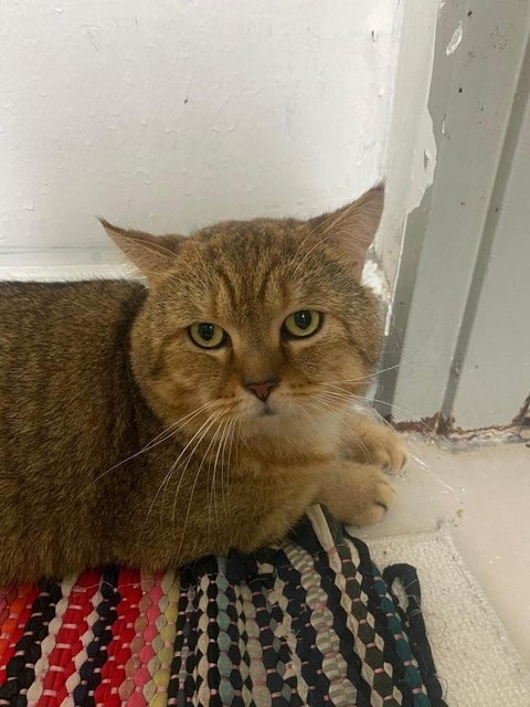 Peanut - British Shorthair Cat