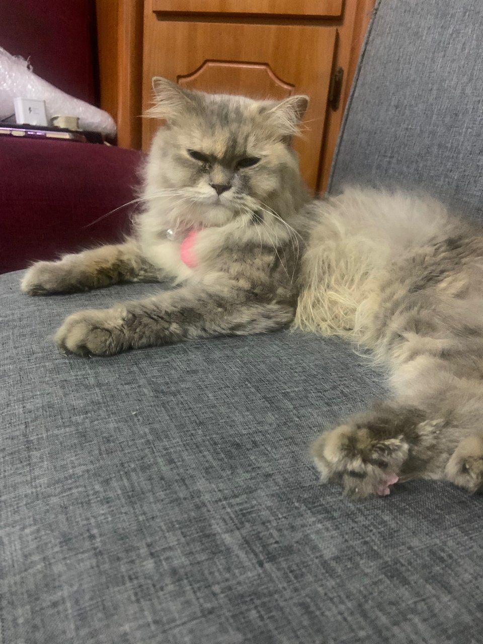 Hana - Persian Cat