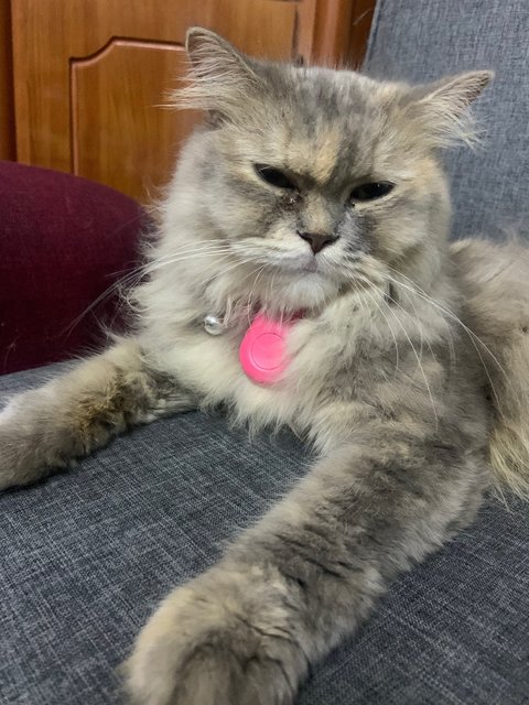 Hana - Persian Cat