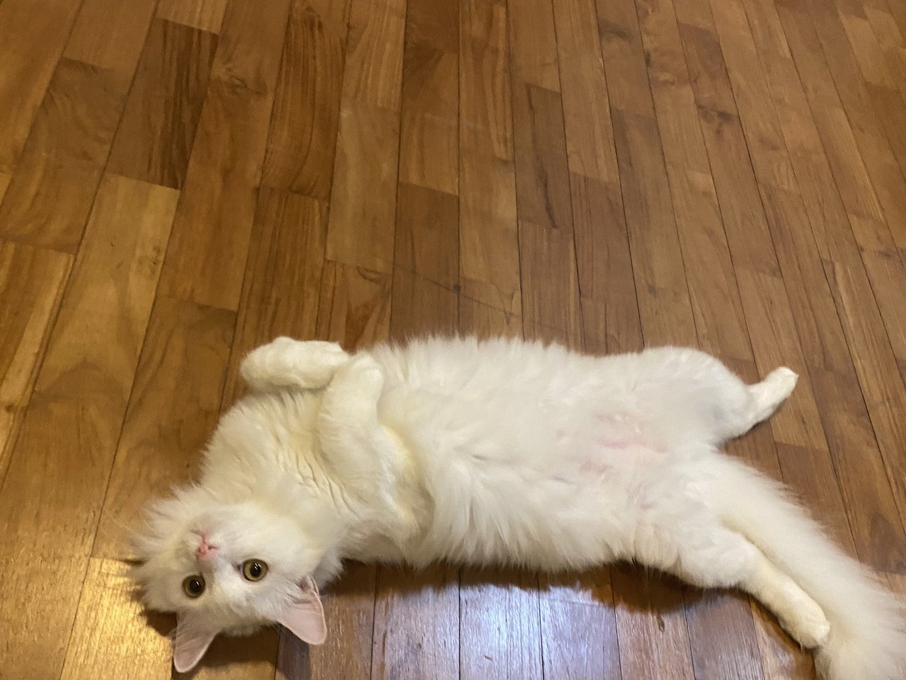 Snowy - Domestic Long Hair Cat