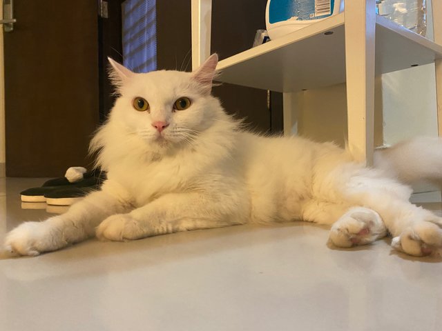 Snowy - Domestic Long Hair Cat