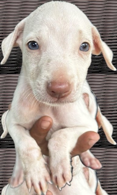 Blue Eye White Puppy  - Mixed Breed Dog