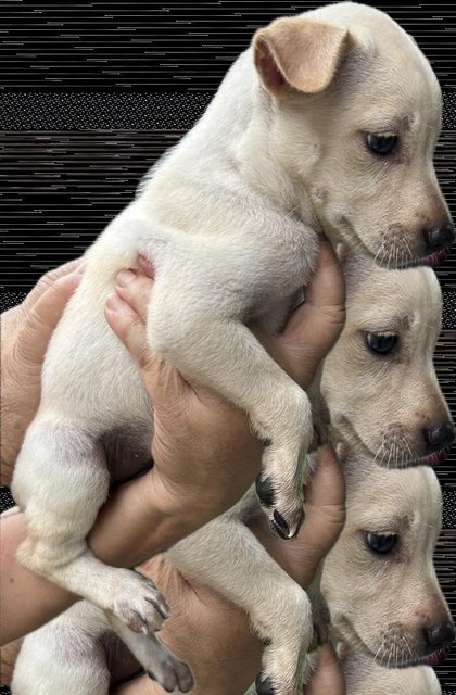 Blue Eye White Puppy  - Mixed Breed Dog