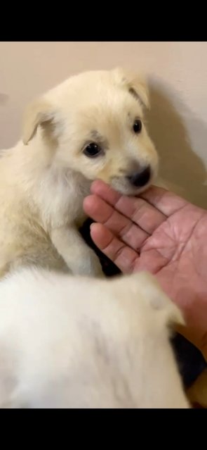 Blue Eye White Puppy  - Mixed Breed Dog