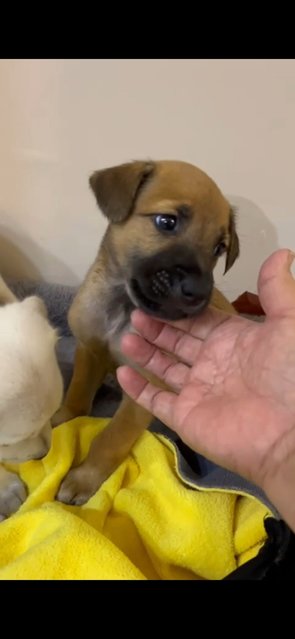 Blue Eye White Puppy  - Mixed Breed Dog