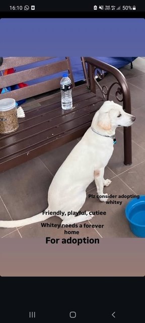 Whitey - Labrador Retriever Mix Dog