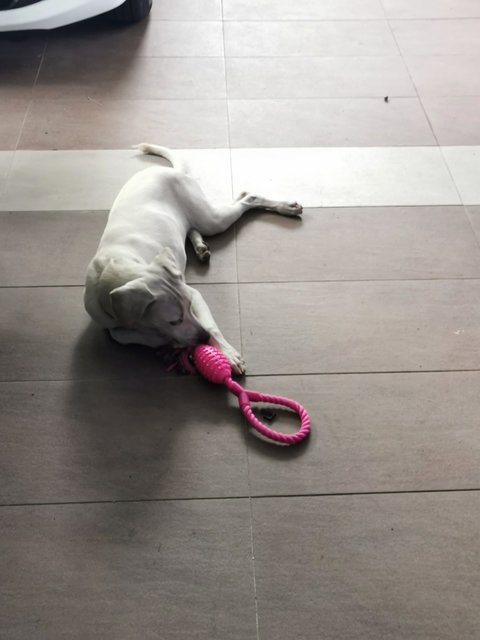 Whitey - Labrador Retriever Mix Dog