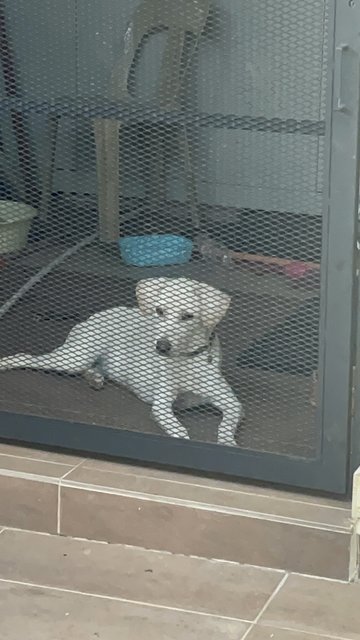 Whitey - Labrador Retriever Mix Dog