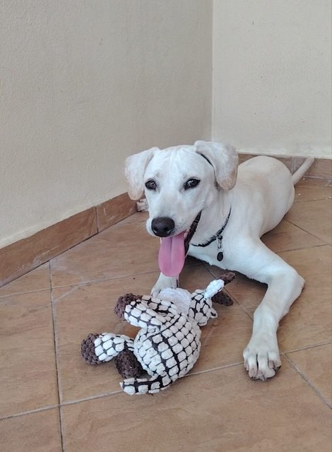 Whitey - Labrador Retriever Mix Dog