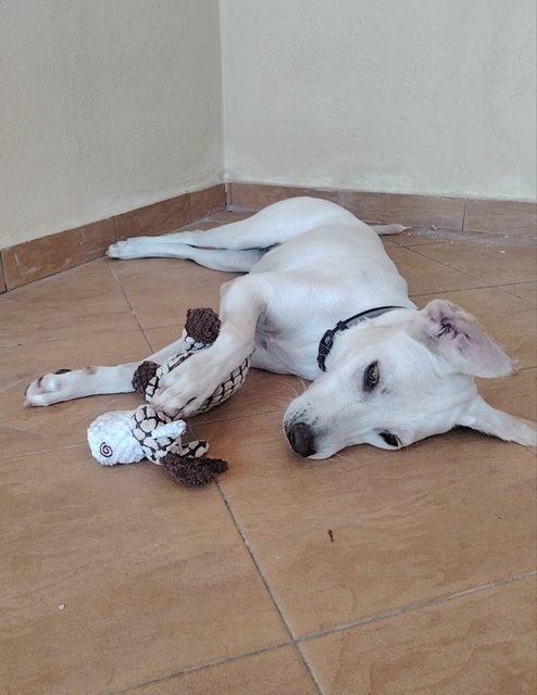 Whitey - Labrador Retriever Mix Dog