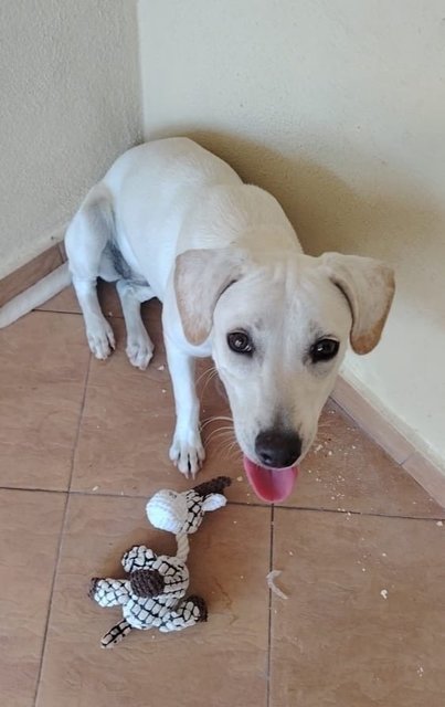 Whitey - Labrador Retriever Mix Dog